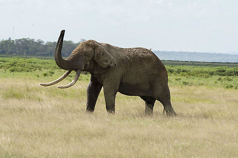 Old Tusker  African bush elephant,Geotagged,Kenya,Loxodonta africana,Summer