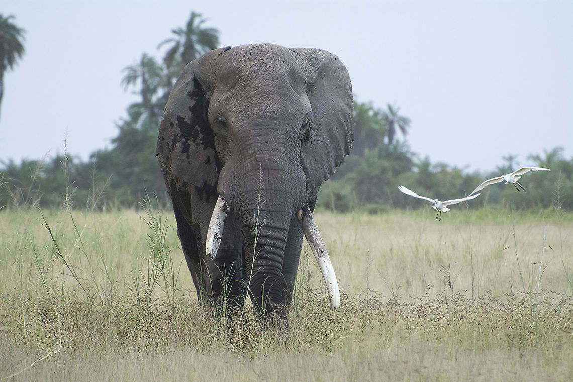 Tusker with friends  African bush elephant,Geotagged,Kenya,Loxodonta africana,Summer
