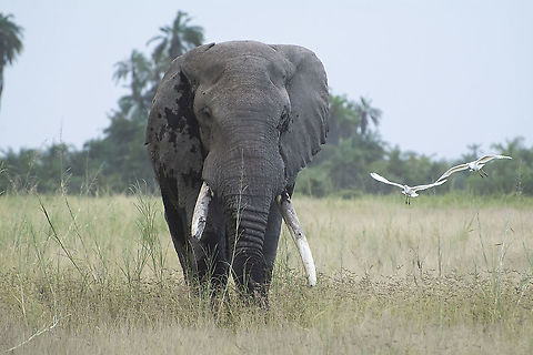 Tusker with friends  African bush elephant,Geotagged,Kenya,Loxodonta africana,Summer