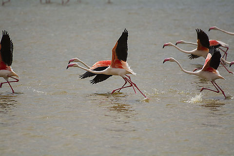Greater Flamingo Take-Off  Geotagged,Greater flamingo,Kenya,Phoenicopterus roseus,Summer