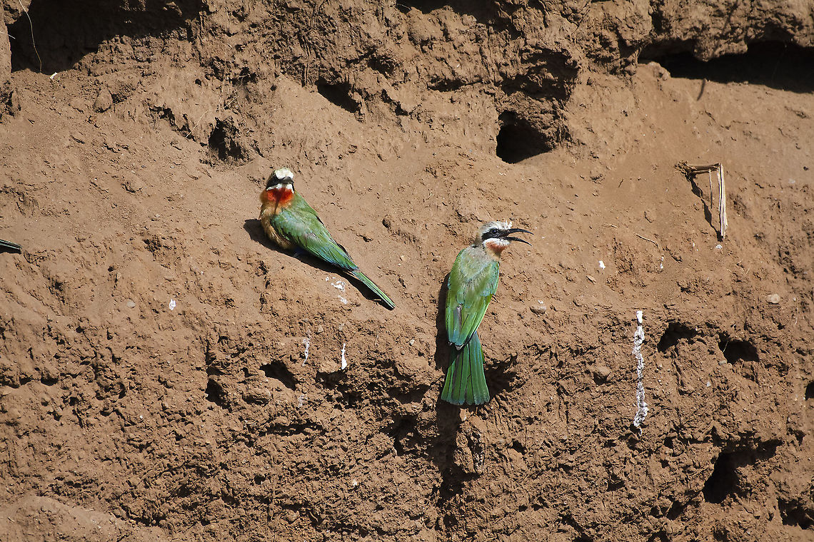 White-Fronted Bee Eater Pair  Geotagged,Kenya,Merops bullockoides,Summer,White-fronted Bee-Eater