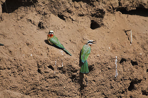 White-Fronted Bee Eater Pair  Geotagged,Kenya,Merops bullockoides,Summer,White-fronted Bee-Eater