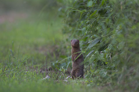 Common Dwarf Mongoose  Common dwarf mongoose,Geotagged,Helogale parvula,Kenya,Summer