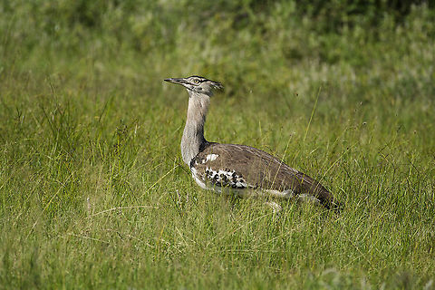 Kori Bustard in Kimana Sanctuary  Ardeotis kori,Geotagged,Kenya,Kori bustard,Summer