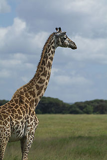Maasai Giraffe  Geotagged,Giraffa camelopardalis tippelskirchi,Kenya,Maasai Giraffe,Summer
