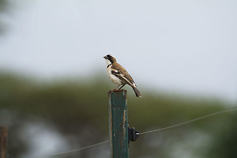 white-browed sparrow-weaver  Geotagged,Kenya,Plocepasser mahali,Summer,White-browed sparrow-weaver