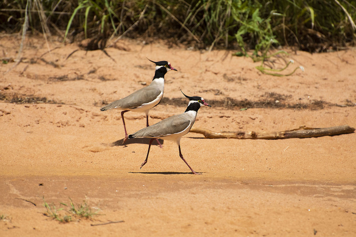 Black-Headed Lapwing  Black-Headed Lapwing,Geotagged,Kenya,Summer,Vanellus tectus