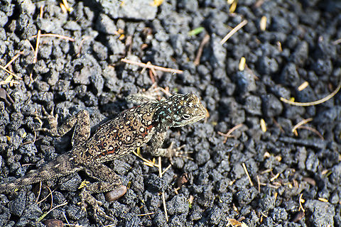 Agama lionotus  Agama atra,Agama lionotus,Geotagged,Kenya,Southern rock agama,Summer