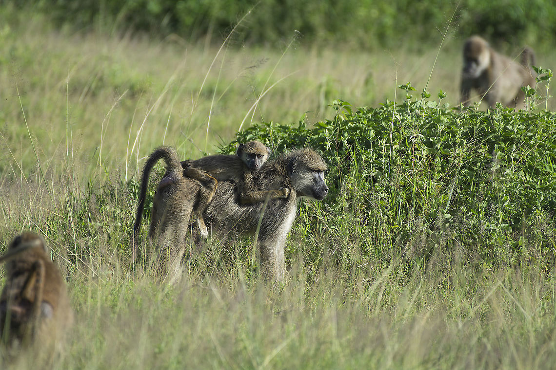 Mother baboon and offspring  Geotagged,Kenya,Papio cynocephalus,Summer,Yellow baboon