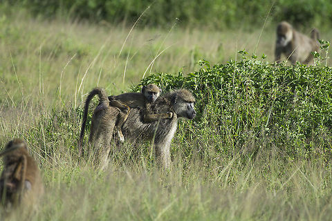 Mother baboon and offspring  Geotagged,Kenya,Papio cynocephalus,Summer,Yellow baboon