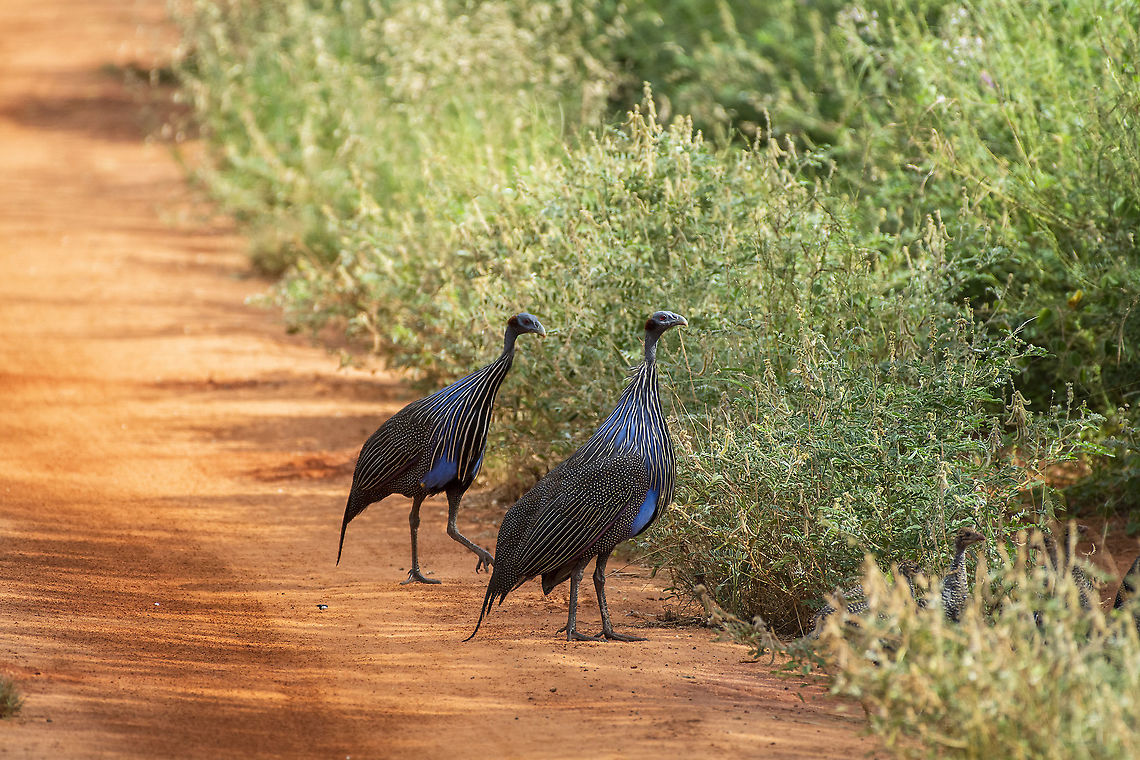 Vulturine Guineafowl  Acryllium vulturinum,Geotagged,Kenya,Summer,Vulturine Guineafowl