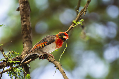 Red-Headed Weaver  Anaplectes rubriceps,Geotagged,Kenya,Red-headed weaver,Summer