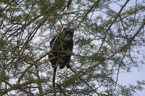Syke's Monkey  Cercopithecus albogularis,Geotagged,Kenya,Summer,Sykes monkey
