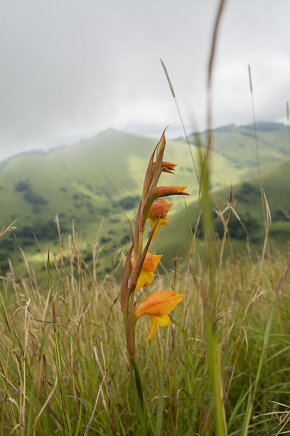 Maid-of-the-Mist in Chyulu Hills, Kenya  Geotagged,Gladiolus dalenii,Kenya,Summer