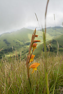 Maid-of-the-Mist in Chyulu Hills, Kenya  Geotagged,Gladiolus dalenii,Kenya,Summer