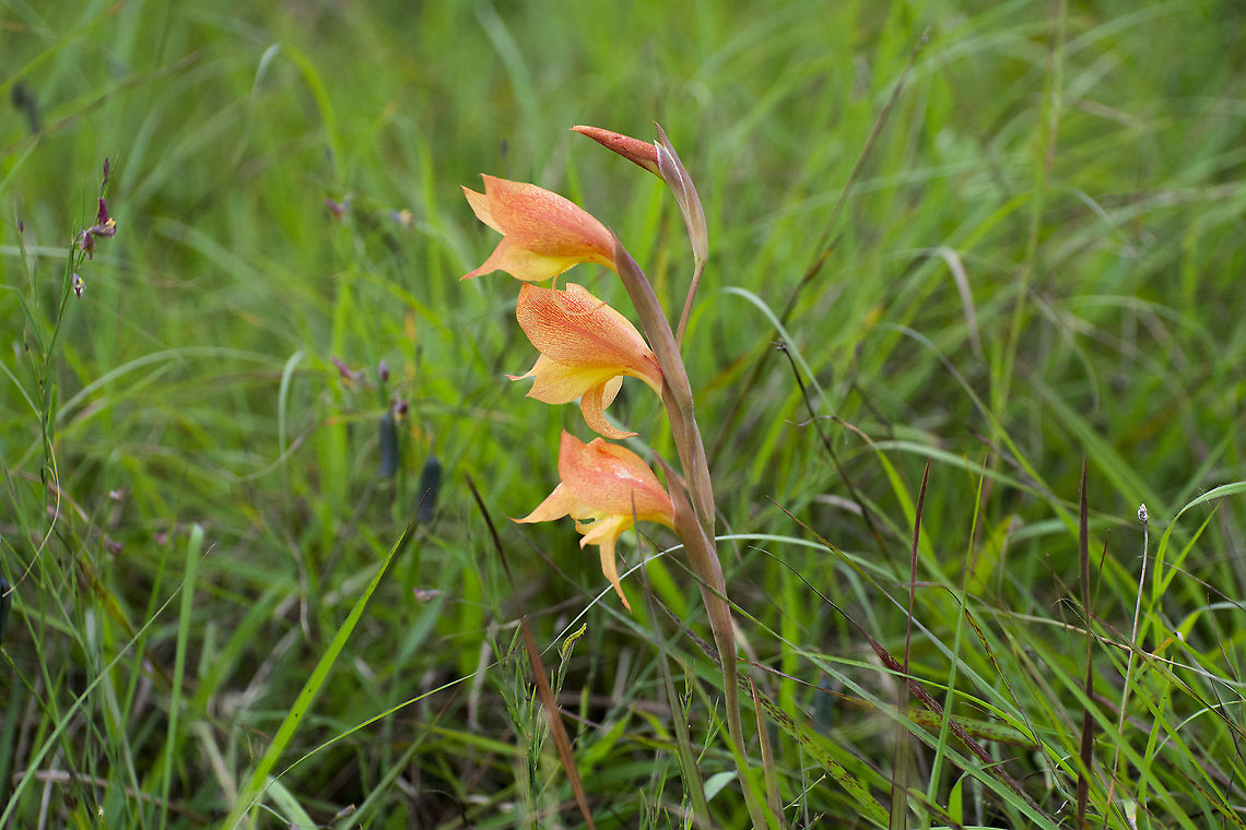 Gladiolus dalenii Found in Chyulu Hills National Park, Kenya Geotagged,Gladiolus dalenii,Kenya,Summer