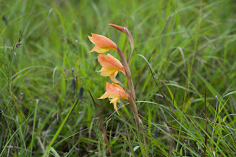 Gladiolus dalenii Found in Chyulu Hills National Park, Kenya Geotagged,Gladiolus dalenii,Kenya,Summer