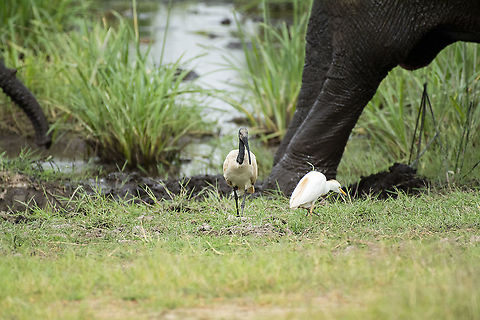 sacred ibis  African sacred ibis,Geotagged,Kenya,Summer,Threskiornis aethiopicus