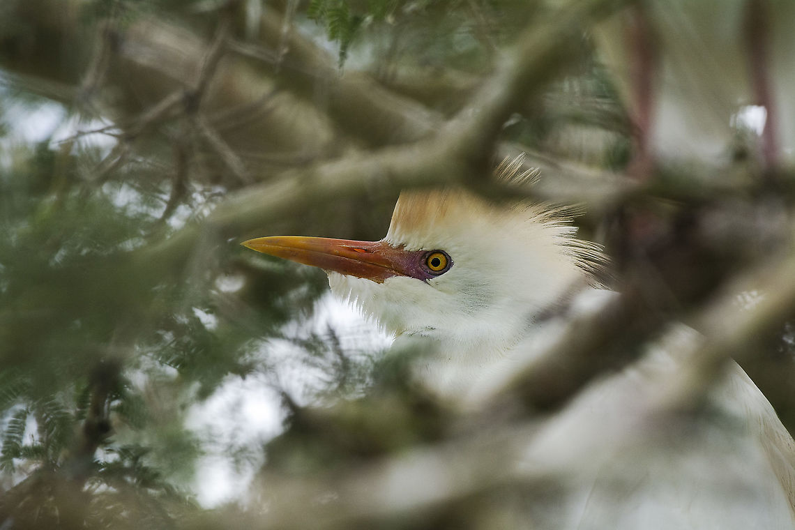 Cattle Egret  Bubulcus ibis,Cattle egret,Geotagged,Kenya,Summer