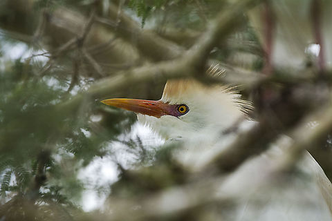 Cattle Egret  Bubulcus ibis,Cattle egret,Geotagged,Kenya,Summer