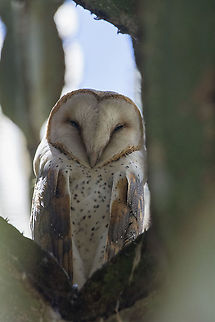 barn owl  Barn owl,Geotagged,Kenya,Summer,Tyto alba