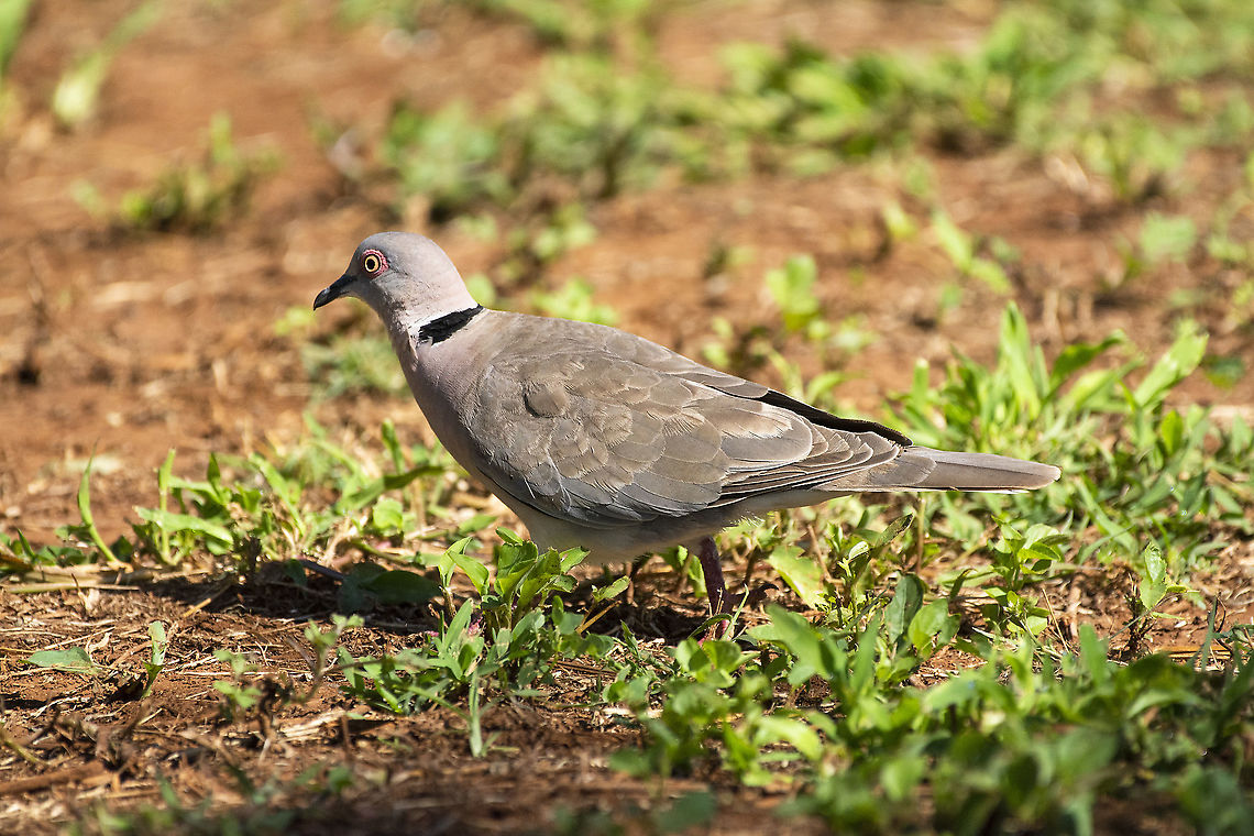 Mourning Collared Dove  Geotagged,Kenya,Mourning collared dove,Red-eyed dove,Streptopelia decipiens,Streptopelia semitorquata,Summer