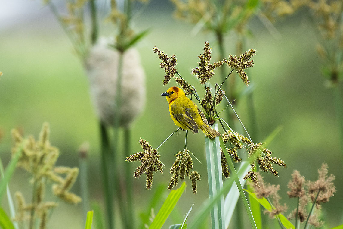 Taveta Weaver  Geotagged,Kenya,Ploceus castaneiceps,Summer,Taveta weaver