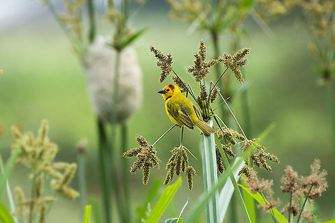 Taveta Weaver  Geotagged,Kenya,Ploceus castaneiceps,Summer,Taveta weaver