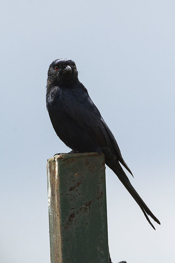 Fork-tailed Drongo, Kenya  Dicrurus adsimilis,Fork-tailed Drongo,Geotagged,Kenya,Summer