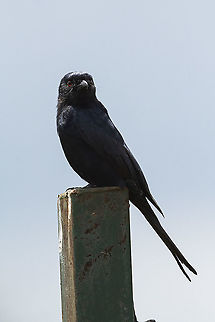 Fork-tailed Drongo, Kenya Dicrurus adsimilis,Fork-tailed Drongo,Geotagged,Kenya,Summer