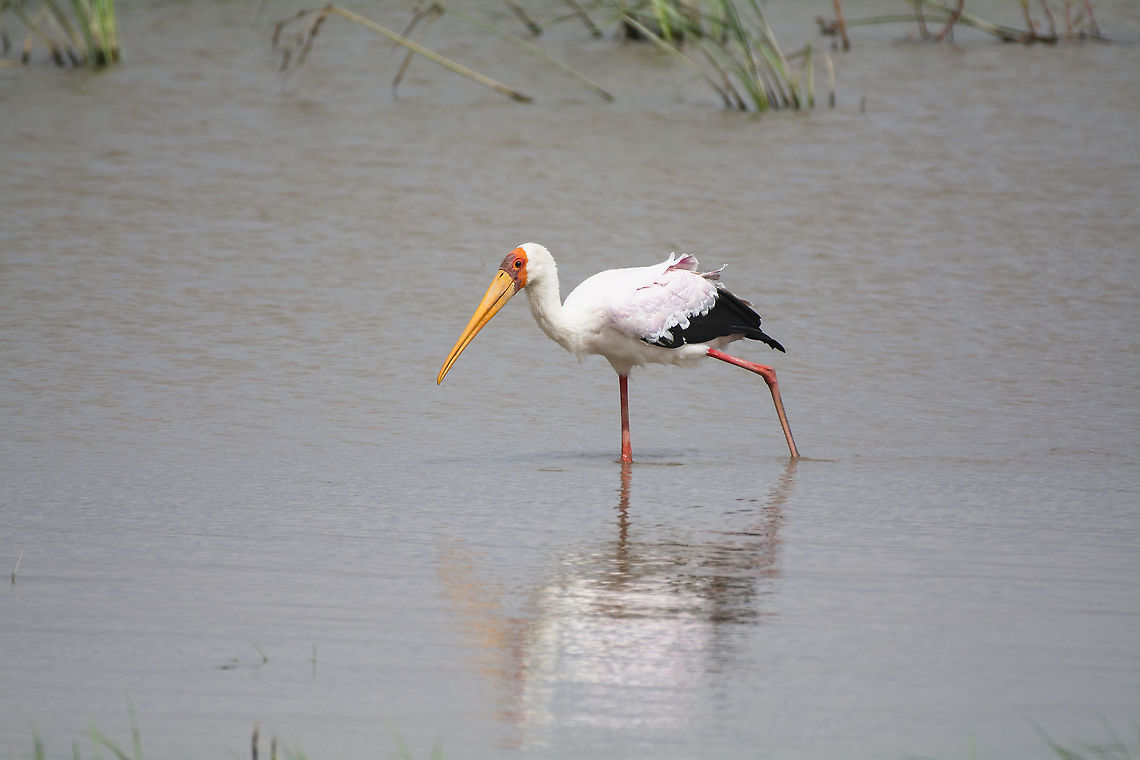 yellow-billed stork  Geotagged,Kenya,Mycteria ibis,Summer,Winter,Yellow-billed stork