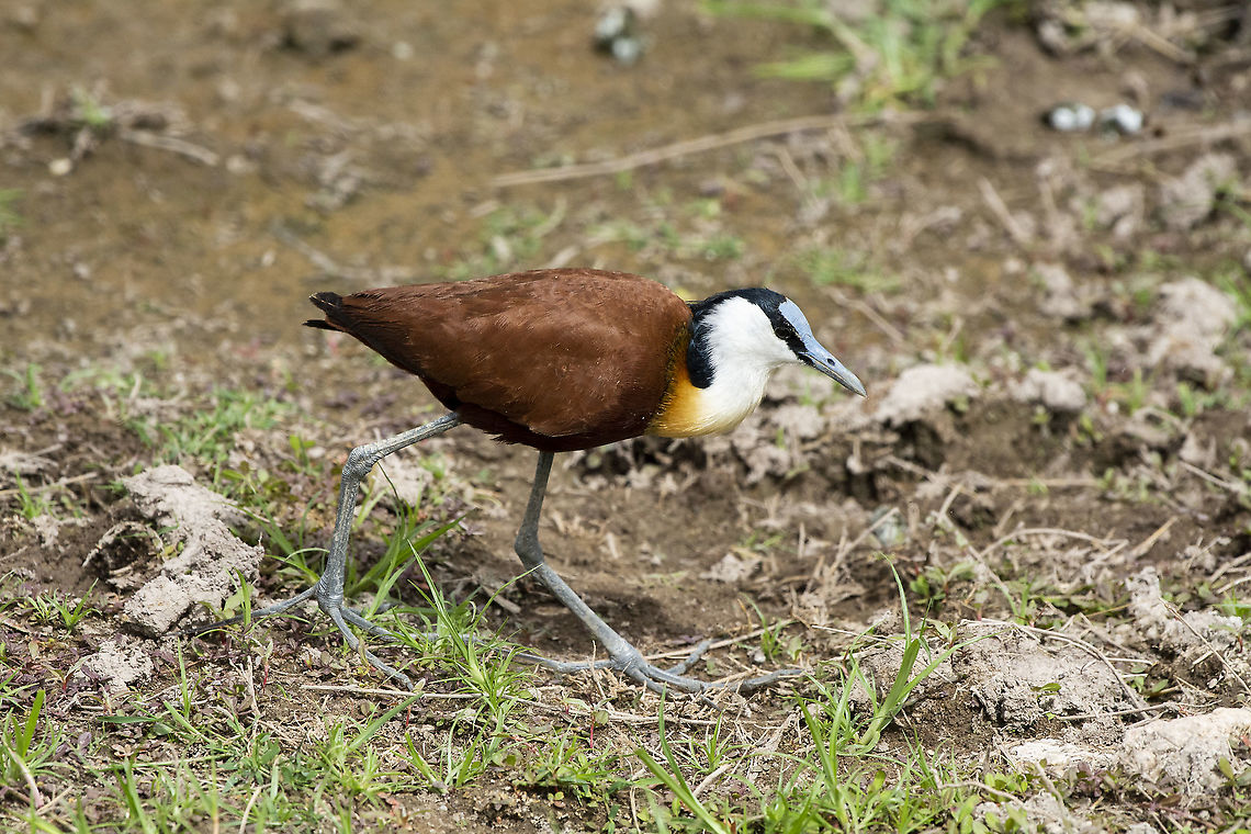 African Jacana  Actophilornis africanus,African jacana,Geotagged,Kenya,Summer