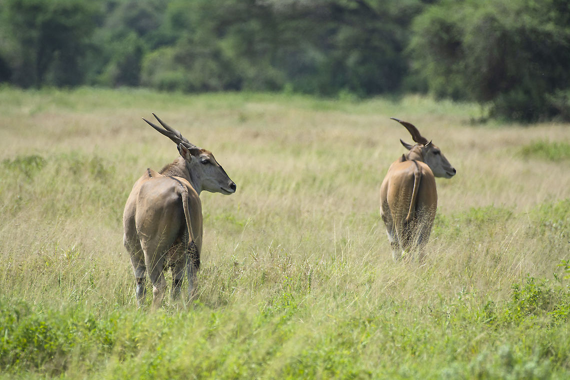 Common Eland  Common Eland,Geotagged,Kenya,Summer,Taurotragus oryx