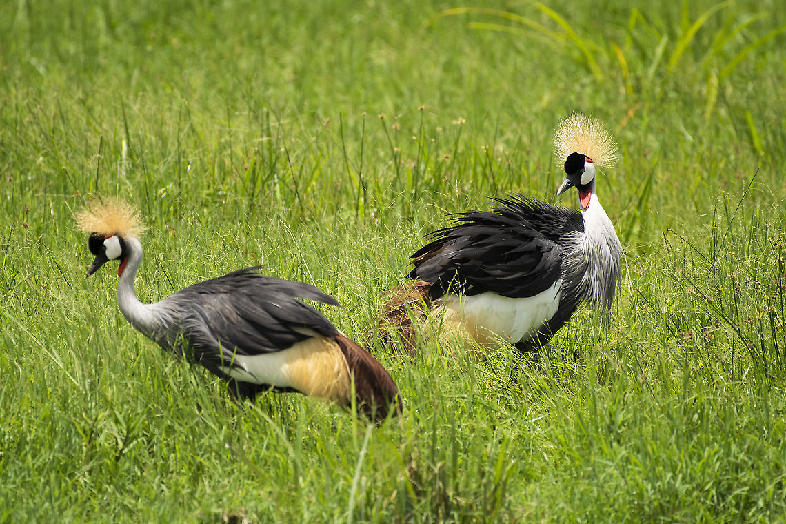 Grey crowned crane pair  Balearica regulorum,Geotagged,Grey crowned crane,Kenya,Summer