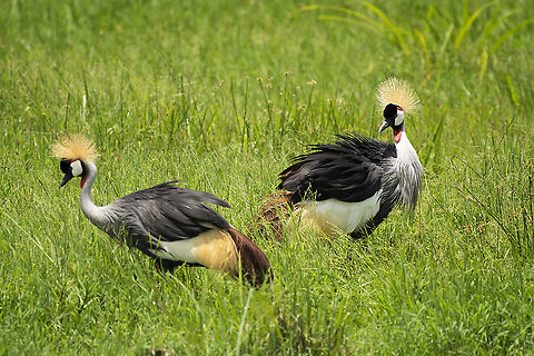 Grey crowned crane pair  Balearica regulorum,Geotagged,Grey crowned crane,Kenya,Summer