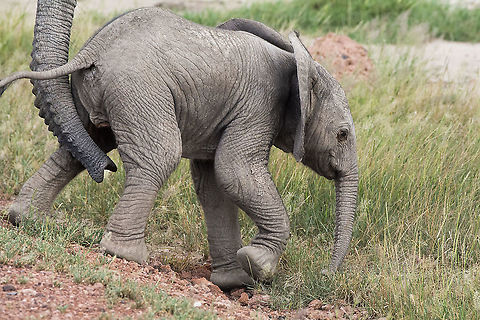 A helping trunk  African bush elephant,Geotagged,Kenya,Loxodonta africana,Summer