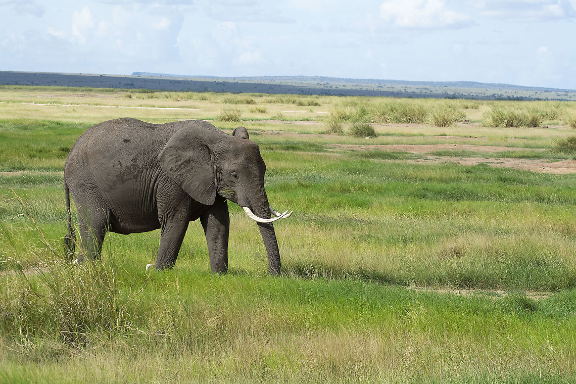 Elephant in Amboseli  African bush elephant,Geotagged,Kenya,Loxodonta africana,Summer