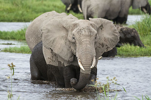 Through the swamps of Amboseli  African bush elephant,Geotagged,Kenya,Loxodonta africana,Summer