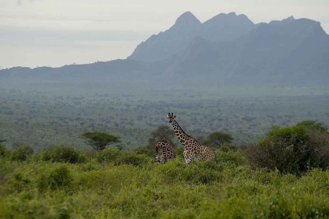 Maasai Giraffe  Geotagged,Giraffa camelopardalis tippelskirchi,Kenya,Maasai Giraffe,Summer