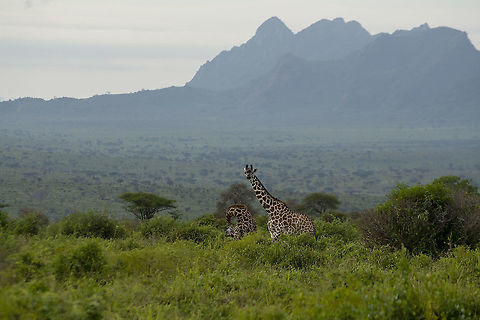 Maasai Giraffe