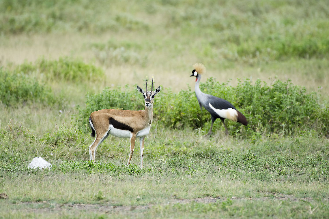 Thomson Gazelle and Grey Crowned Crane  Eudorcas thomsonii,Geotagged,Kenya,Summer,Thomsons gazelle