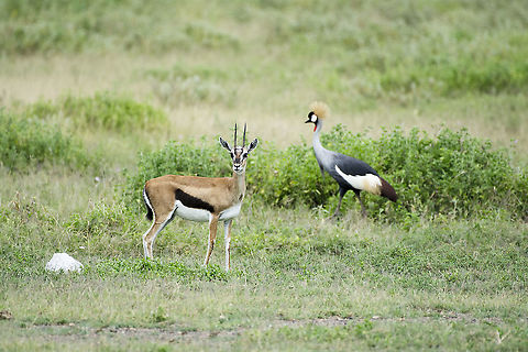 Thomson Gazelle and Grey Crowned Crane  Eudorcas thomsonii,Geotagged,Kenya,Summer,Thomsons gazelle