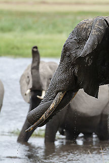 African Bush Elephant Drinking in Amboseli  African bush elephant,Geotagged,Kenya,Loxodonta africana,Summer,amboseli,water
