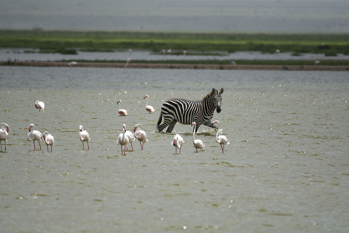 Grant's Zebra This Grant's Zebra was seen walking through the salt lakes among Greater Flamingos in Amboseli National Park, Kenya. Equus quagga boehmi,Geotagged,Grants zebra,Kenya,Summer