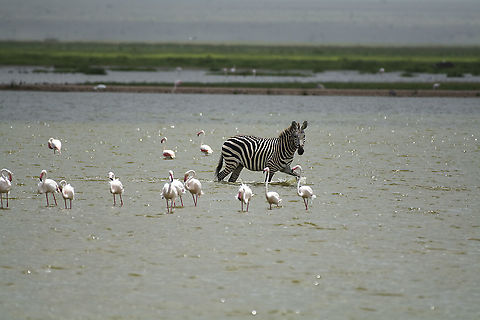 Grant's Zebra This Grant's Zebra was seen walking through the salt lakes among Greater Flamingos in Amboseli National Park, Kenya. Equus quagga boehmi,Geotagged,Grants zebra,Kenya,Summer