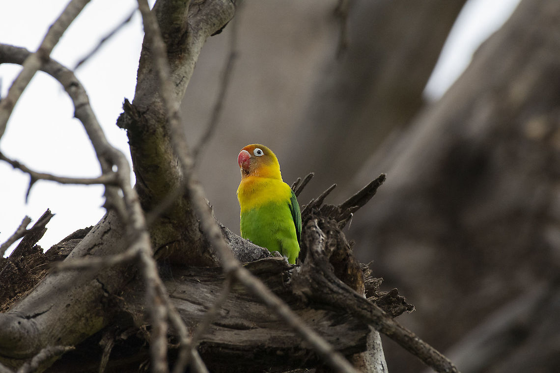 Fischer's Lovebird  Agapornis fischeri,Fischer's lovebird,Geotagged,Kenya,Summer