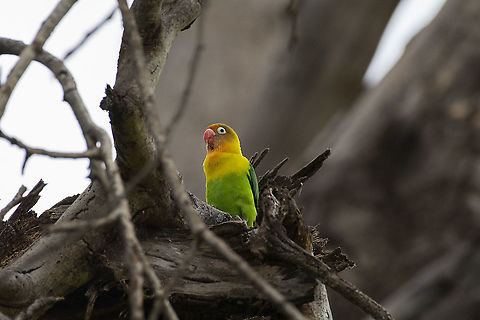 Fischer's Lovebird  Agapornis fischeri,Fischer's lovebird,Geotagged,Kenya,Summer