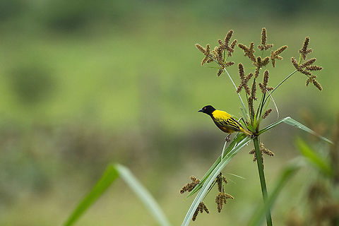 Golden-backed weaver  Geotagged,Golden-backed weaver,Kenya,Ploceus jacksoni,Summer
