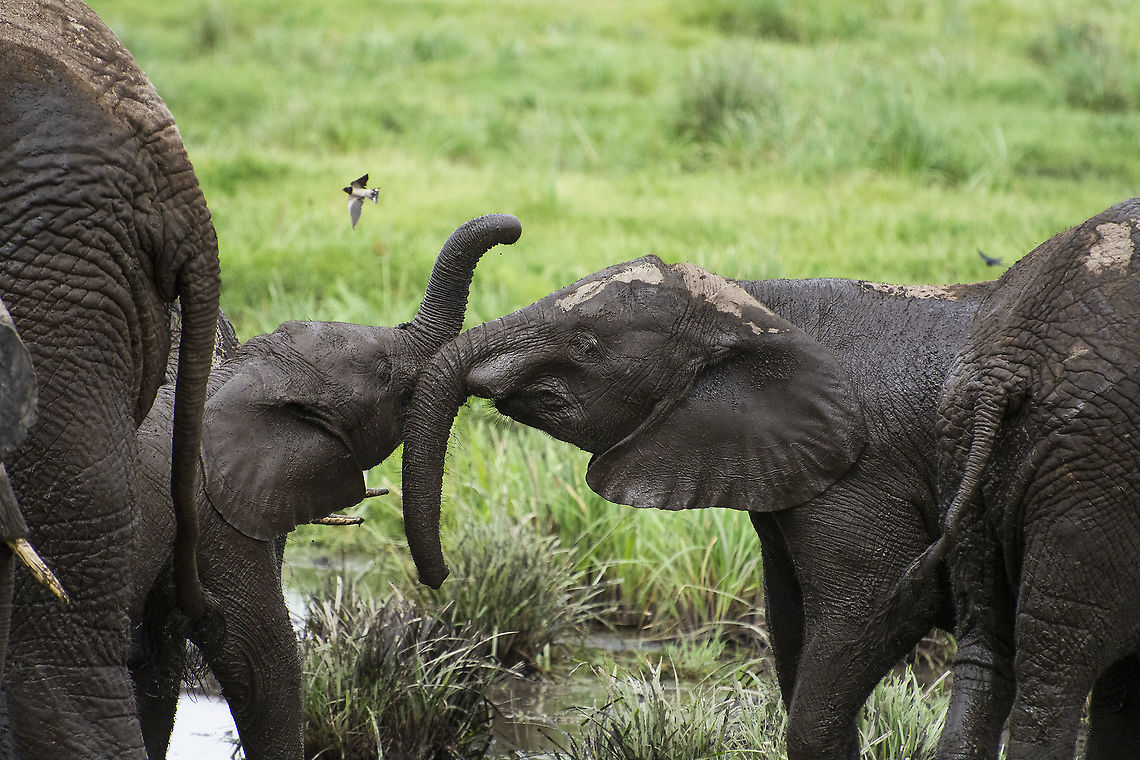Young elephants playing in the Amboseli swamps  African bush elephant,Geotagged,Kenya,Loxodonta africana,Summer
