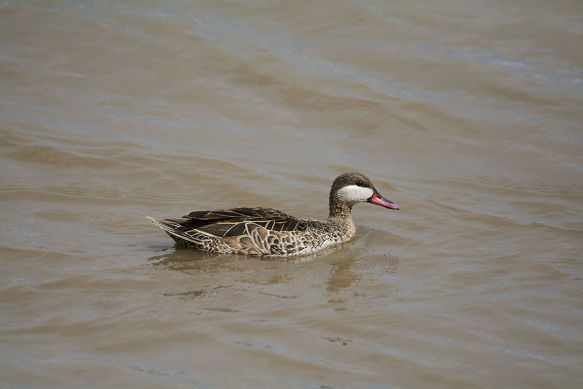 Red-billed duck  Anas erythrorhyncha,Geotagged,Kenya,Red-billed Teal,Summer